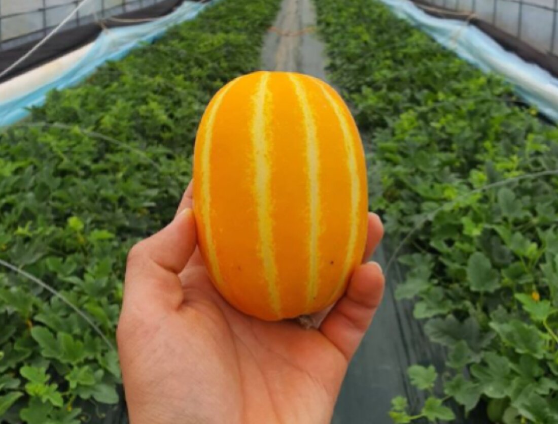 完成品 Melon様