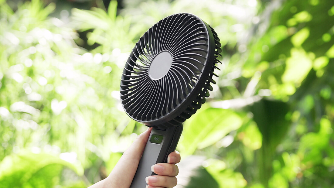 大型玉扇  美品 多肉植物：ハオルチア 大型玉扇 N-5 少しだけ斑入り*幅6.5cm 現品